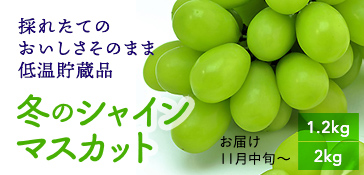 冬のシャインマスカット