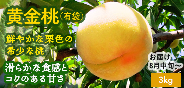 黄金桃（有袋）