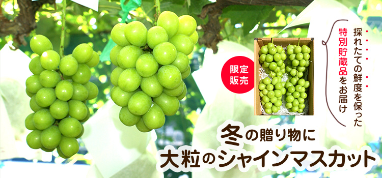 冬のシャインマスカット